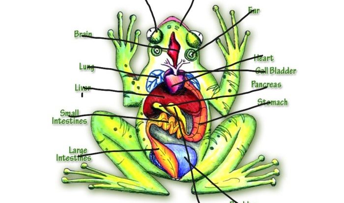 Anatomy of a frog worksheet