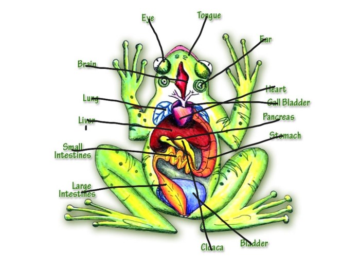 Anatomy of a frog worksheet