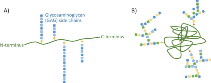 Classify each characteristic as describing glycoproteins or proteoglycans.
