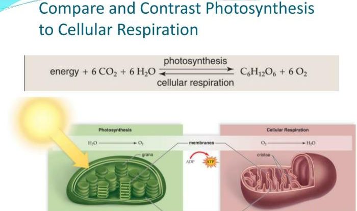 Comparing cellular respiration and photosynthesis worksheet