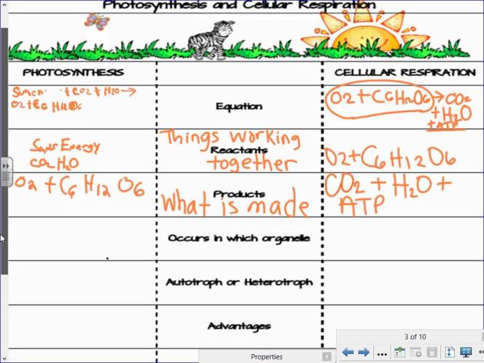 Comparing cellular respiration and photosynthesis worksheet