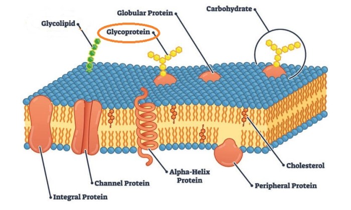 Classify each characteristic as describing glycoproteins or proteoglycans.
